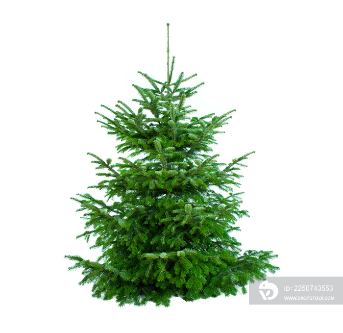 schöner tannenbaum ungeschmückt