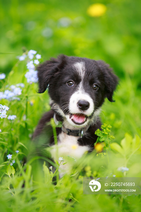 边境牧羊犬黑色小狗