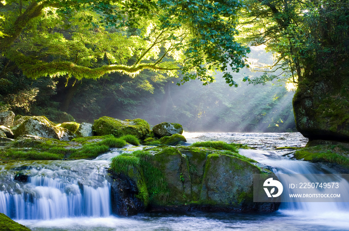 原生林と渓流と光芒　Virgin forest and shaft beam of light