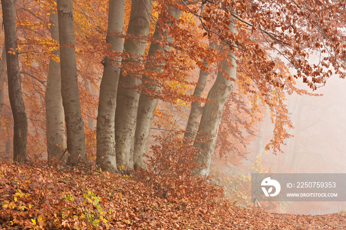 雾中的秋天森林，吕根的Jasmund国家公园