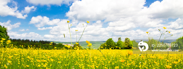 Gelbe Blumenwiese