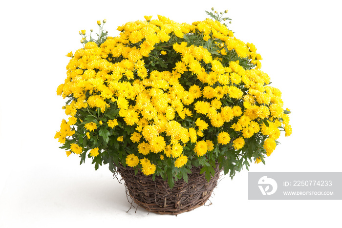 Gelbe Chrysantheme