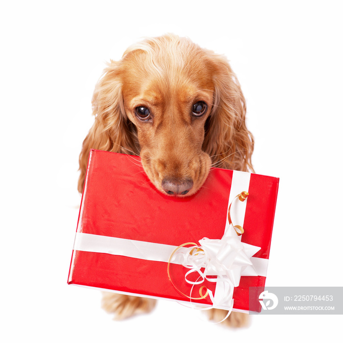 The dog with the beautiful present