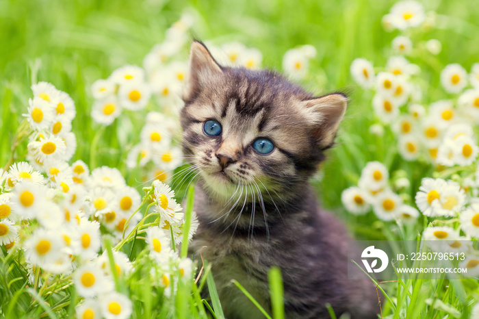 可爱的小猫肖像在户外花