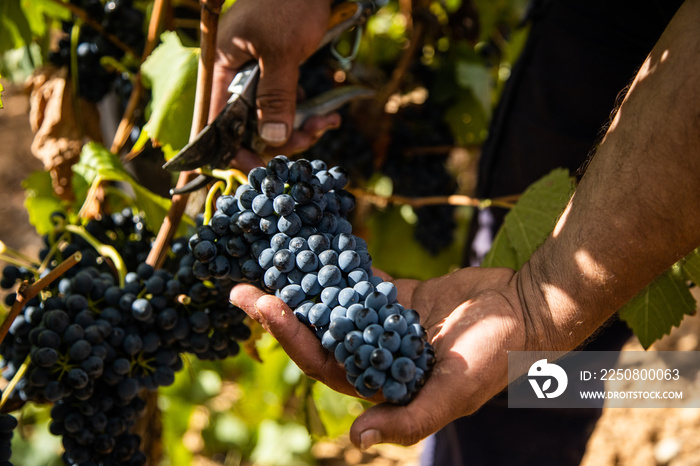 adult male worker collecting bunches of grapes in his basket for harvest in a vineyard