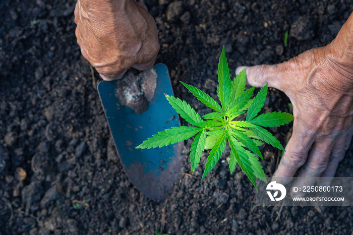 Close-up of farmer hands holding a cannabis plant . Space for text. Farm marijuana plantation concep