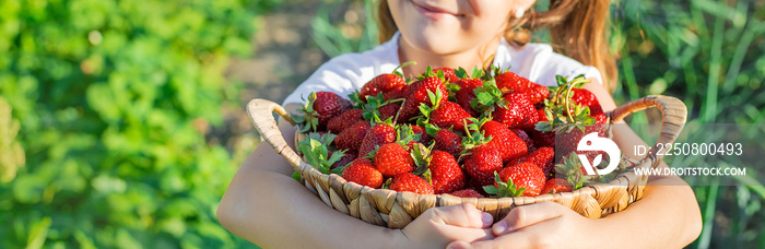 A child with strawberries in the hands. Selective focus.