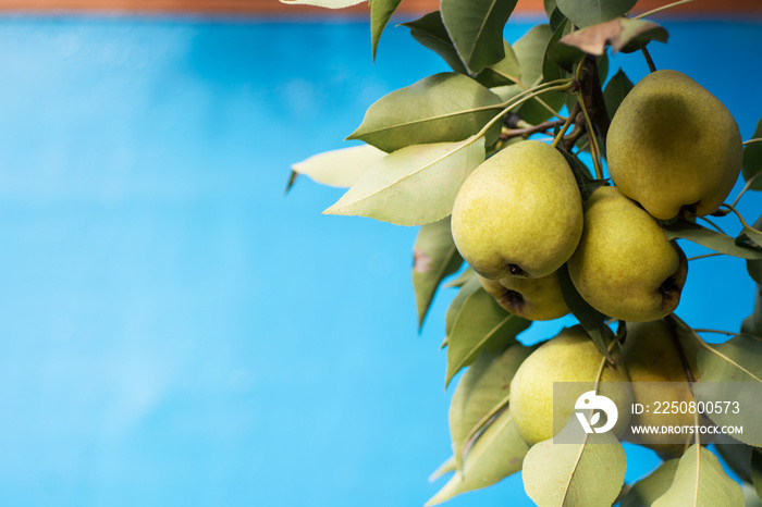 Fresh juicy pears on pear tree