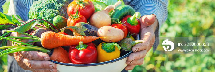 grandmother in the garden with vegetables in their hands. Selective focus.