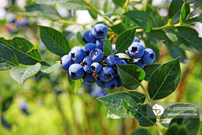 Reife und saftige Heidelbeeren