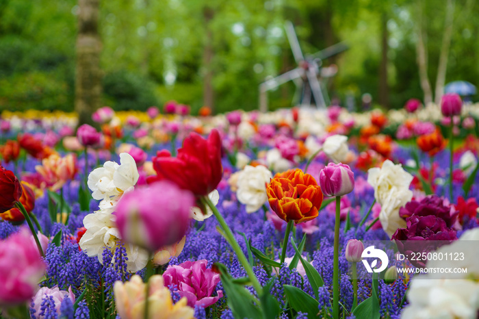 Beautiful exotic tulip flowers cultivated in Netherlands garden