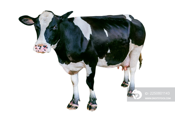 隔离在白色背景上的奶牛。