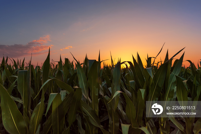 Corn field at sunset