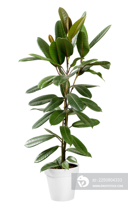 盆栽绿色桂树