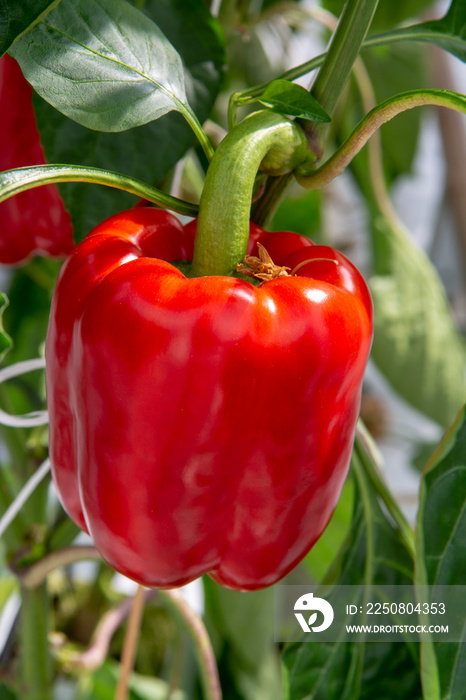 荷兰的大成熟甜红甜椒、辣椒粉、生长在玻璃温室中的生物农业
