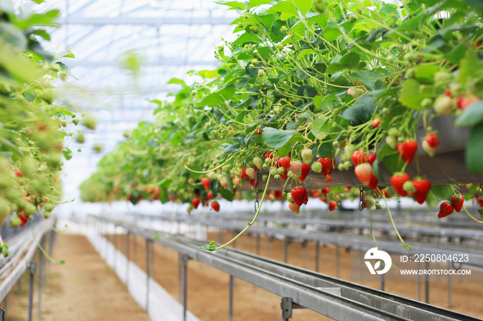 温室草莓农场种植，新鲜有机红浆果抗氧化水果，现代农业