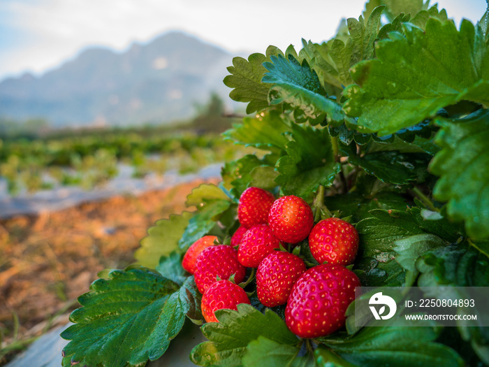 草莓地里草莓上的新鲜草莓果实