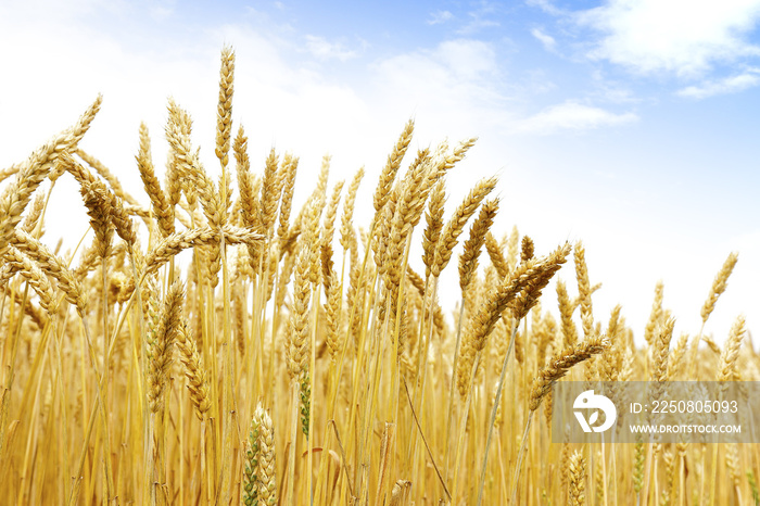 北海道の小麦畑　Hokkaido summer wheat field