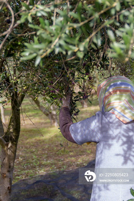 Olives of the Arbequina variety being harvested with the rake method near the town of Mallén, provin