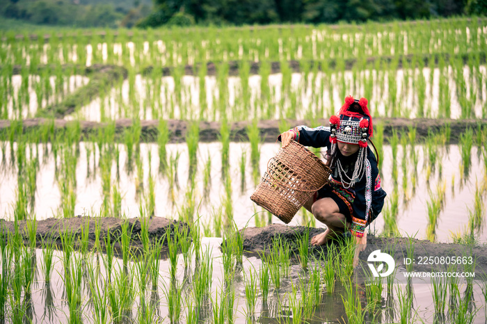 Hmong Woman in black dress with basket sitting on ridge of green rice fields