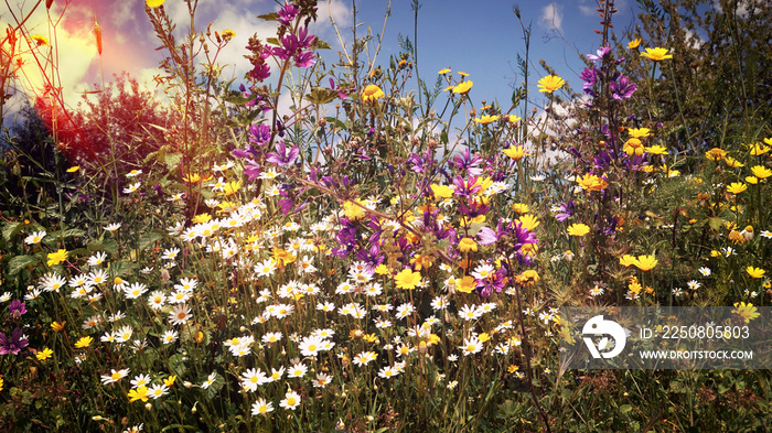 Fiori di campo