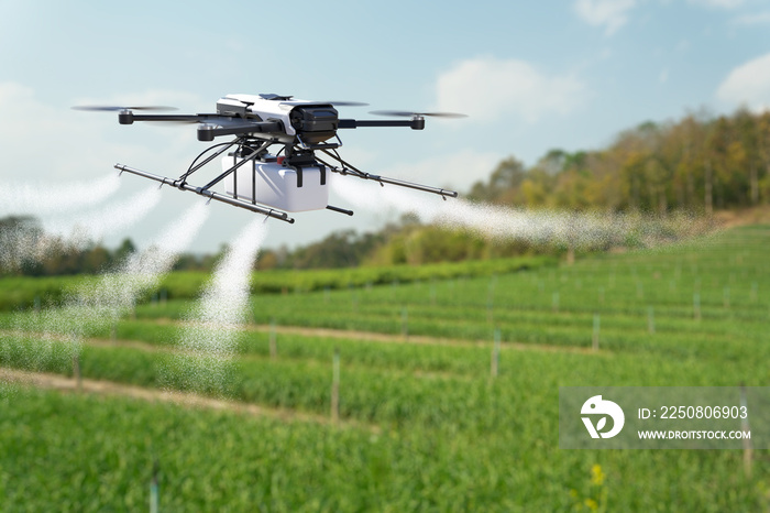 Drone spraying pesticide on wheat field.