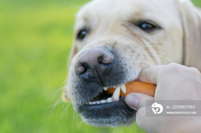 一只狗培育一只拉布拉多寻回犬，在绿色背景下吃胡萝卜。