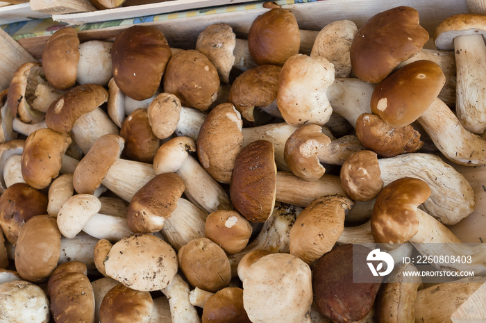 Fresh porcini mushrooms (boletus edulis) in the boxes at the local fermers market ready to sale