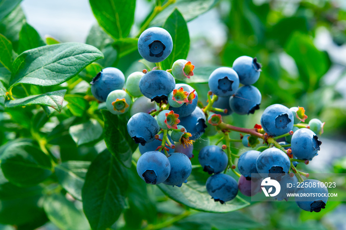 健康食品和抗氧化剂，蓝莓浆果在夏天成熟