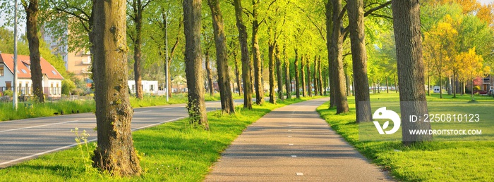 Houses, bicycle road, pedestrian walkway and canal. Green trees, alley. Spring in Leiden, the Nether