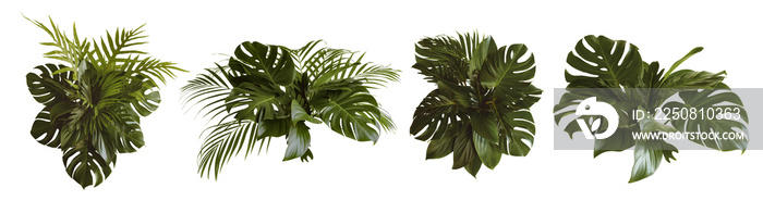 Green leaves of tropical plants bush (Monstera, palm, rubber plant, pine, bird’s nest fern) floral a