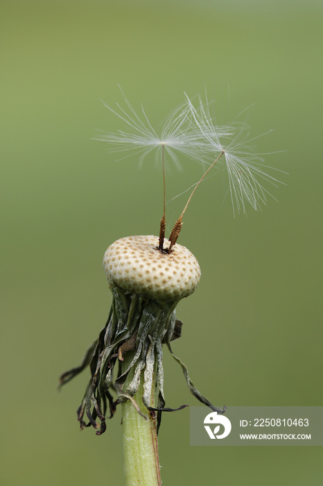 verblühter Löwenzahn Taraxacum mit zwei einzelnen Flugsamen