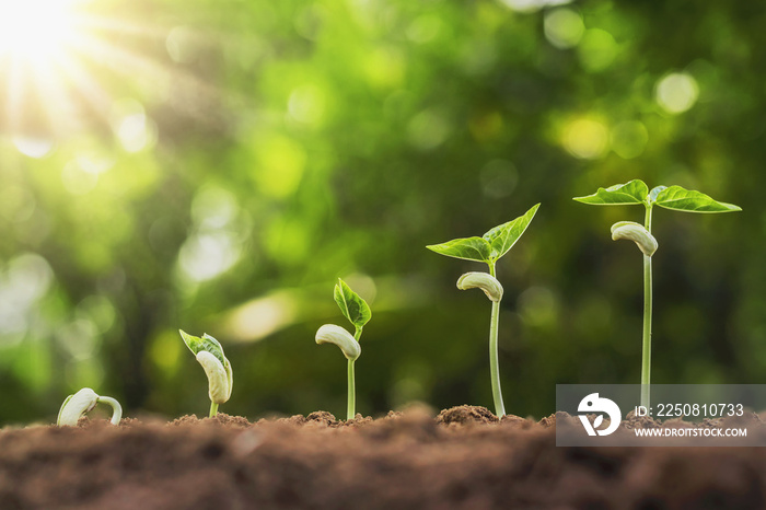 concept agriculture planting seeding growing step in garden with sunshine