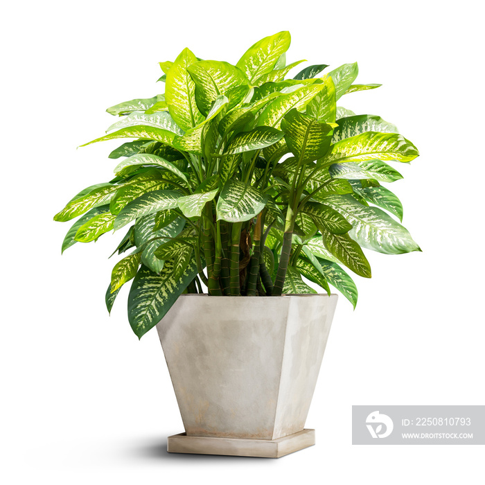 Green houseplant isolated