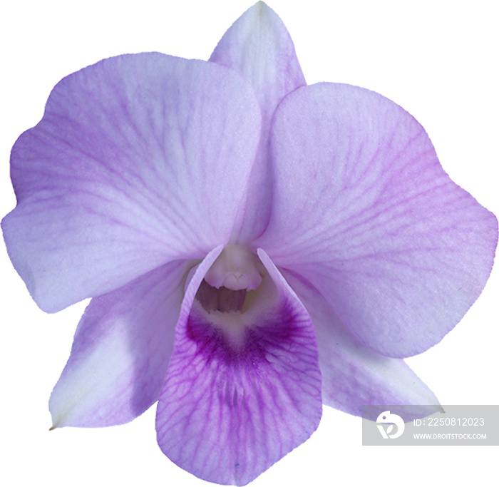紫色兰花单瓣隔离