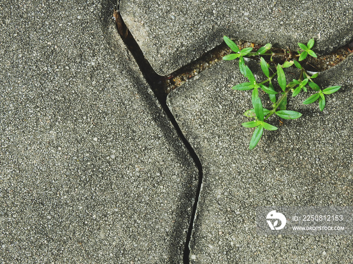 绿色植物路面地面水泥块