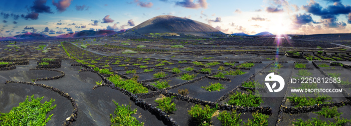 黑色火山土上的La Geria葡萄园。火山葡萄园的风景。兰萨罗特。加那利