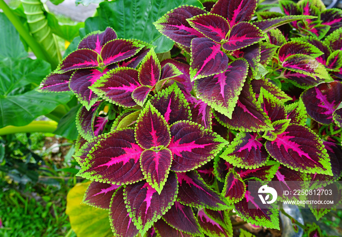 Red and green leaves of the coleus plant, Plectranthus scutellarioides