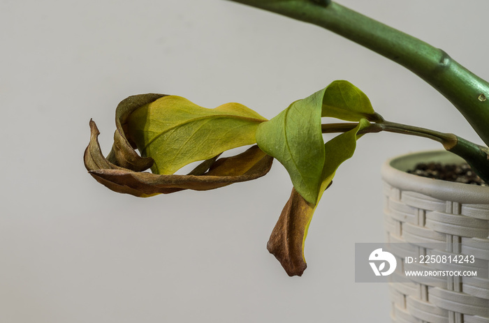 枯死的枯萎植物zamiokulkas，叶片干燥