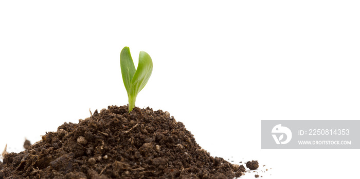 newly emerged plant sprouts from soil on a white background