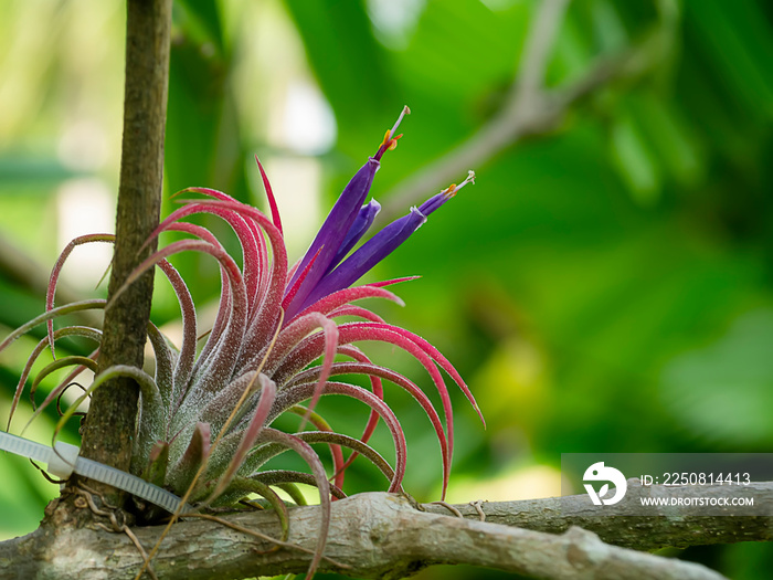 Close up flower of tillandsia air plant with blur background.