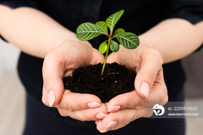 Hands holding young green plant, on black background