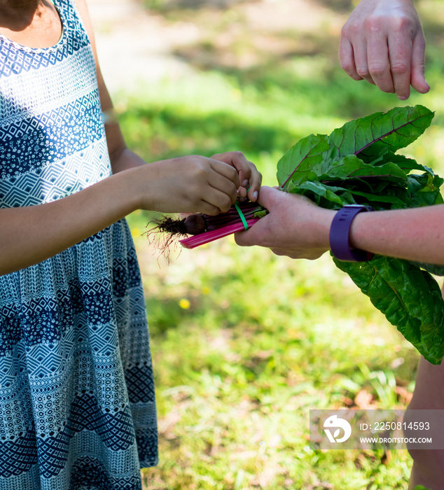 African american little girl hands tying fresh bundle of pulled beet root stems and leaves from the 