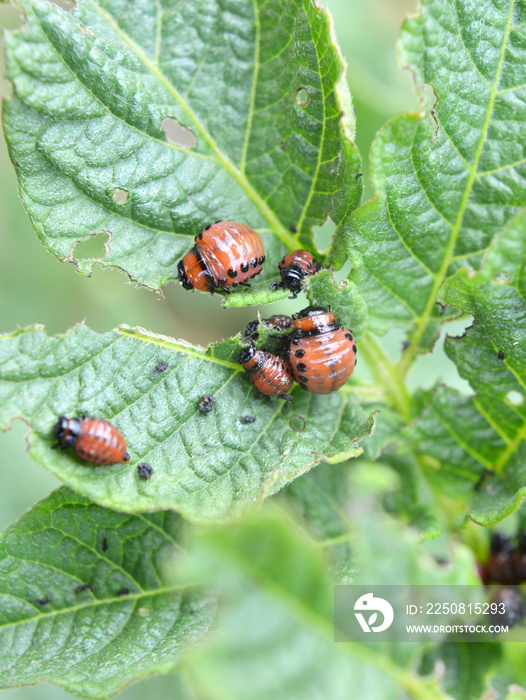 On potatoes - Colorado potato beetle larvae