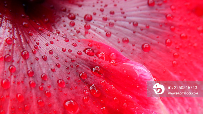 water drop on petal of hibiscus flower