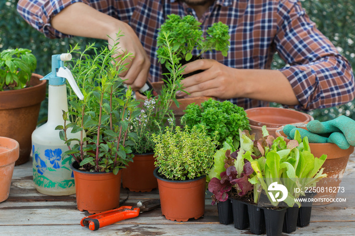 Man planting herbs and making urban garden