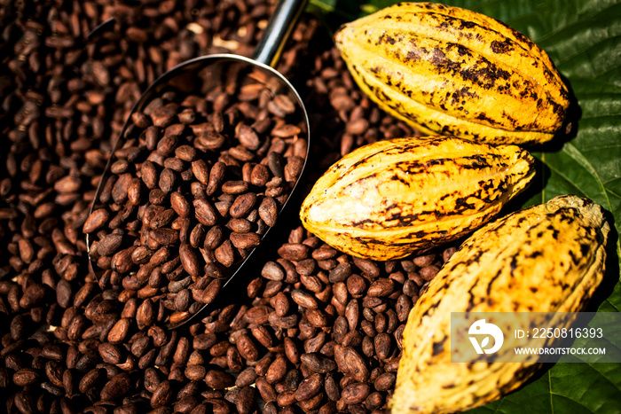 Cocoa beans and cocoa fruit on the cocoa concept with raw materials Aromatic cocoa beans as backgrou