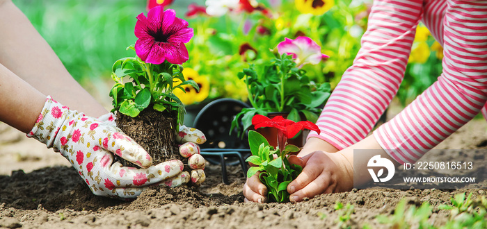 Child and mother plant flowers in the garden. Selective focus.