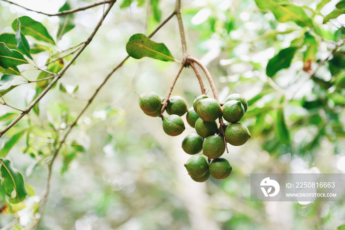 Macadamia nuts hanging on branch macadamia tree in farm in the summer /