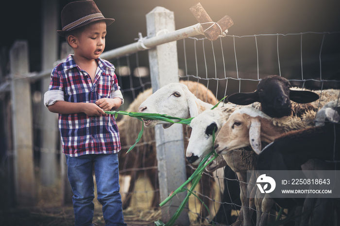 一个穿着园丁制服的小男孩在养羊场用新鲜的草喂羊。